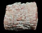 Pennsylvanian Aged Red Agatized Horn Coral - Utah #46152-1